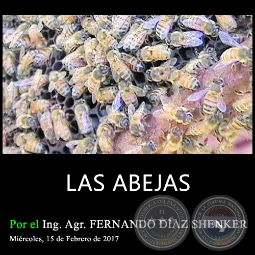 LAS ABEJAS  - Ing. Agr. FERNANDO DÍAZ SHENKER - Miércoles, 15 de Febrero de 2017